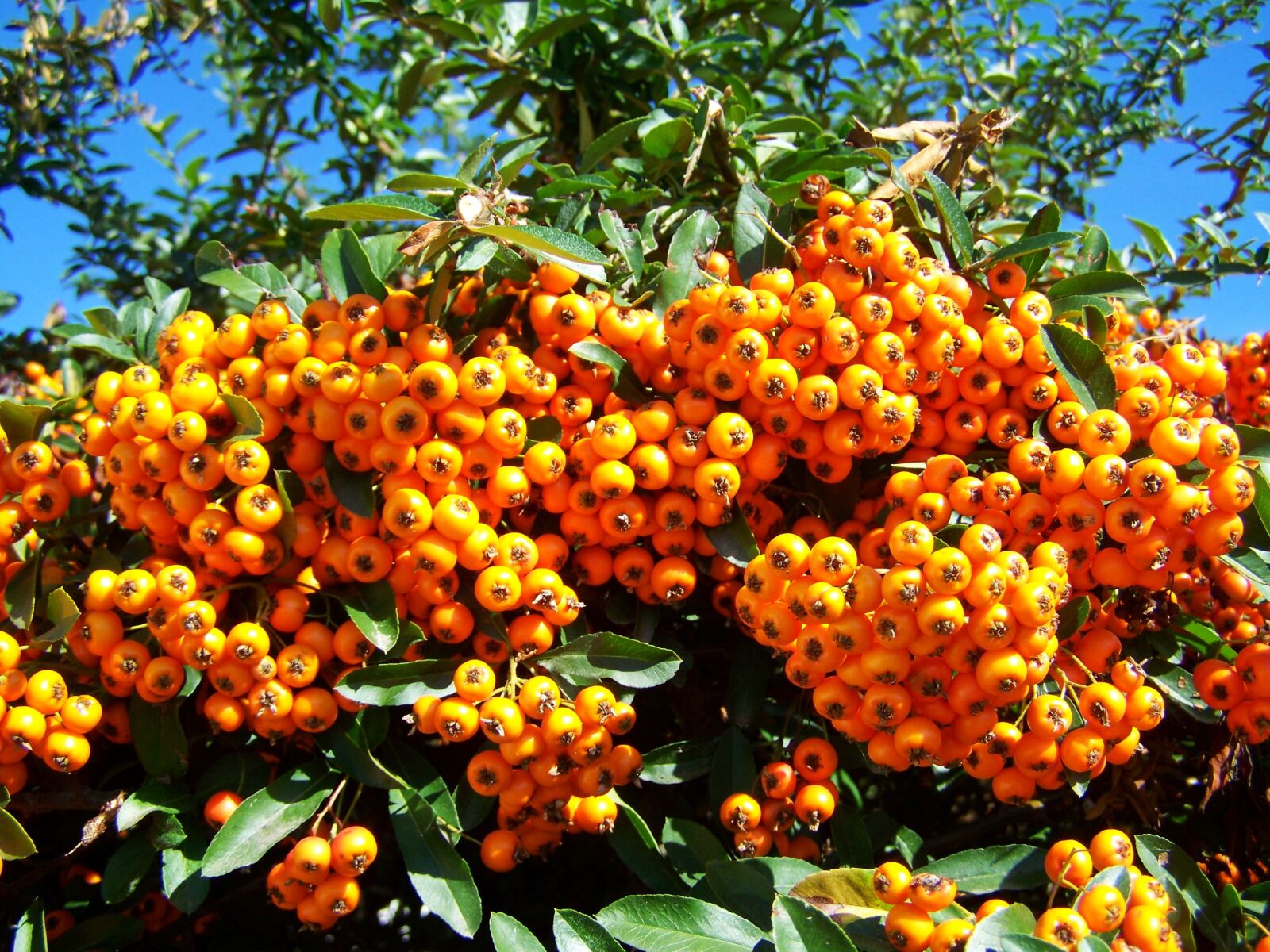 Kodak EASYSHARE ZD710 ZOOM DIGITAL CAMERA sample photo. T zt vis, orange photography