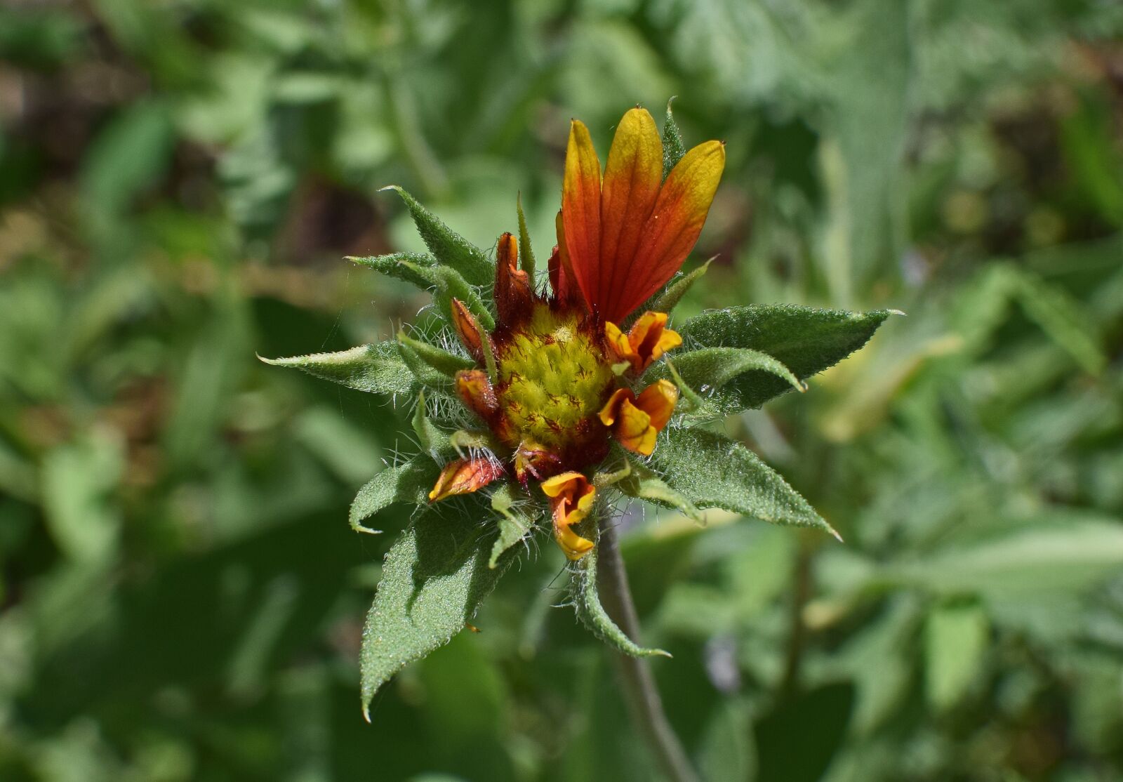 Nikon D3300 sample photo. Coreopsis opening, bud, flower photography