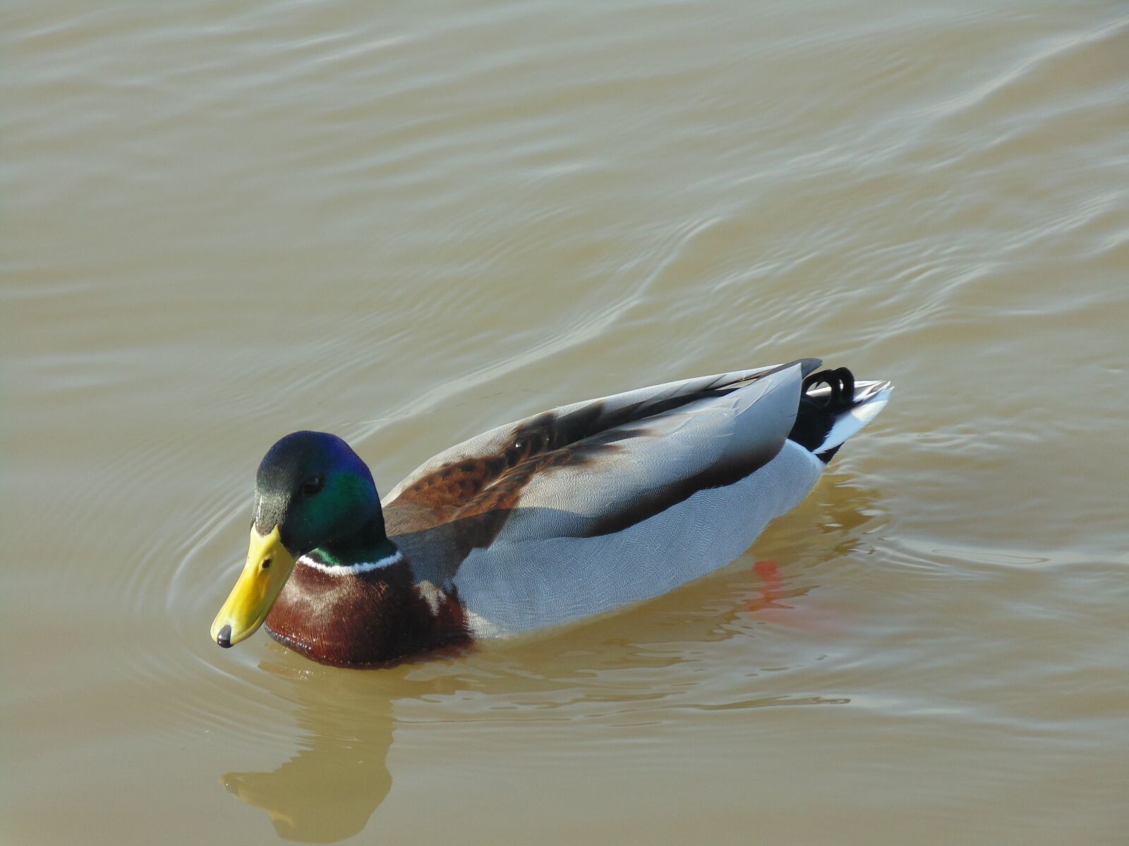 Sony Cyber-shot DSC-H200 sample photo. Duck, drake, water photography
