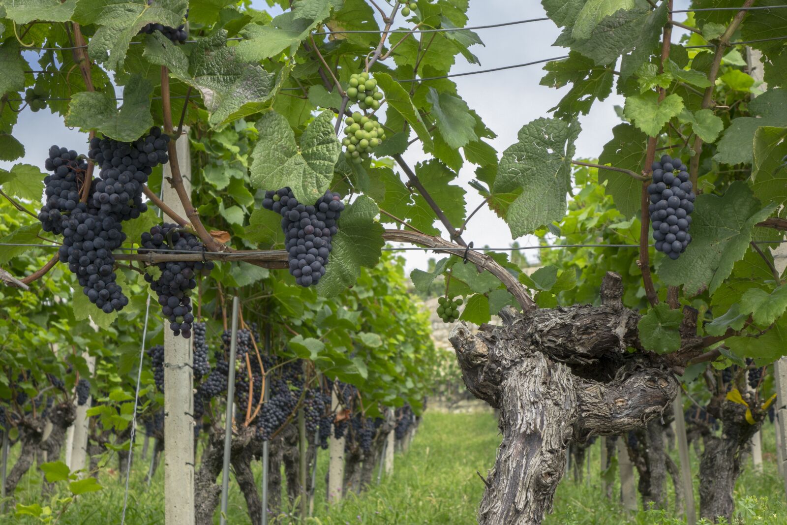 24-200mm F2.8 sample photo. Grapes, vine, fruit photography