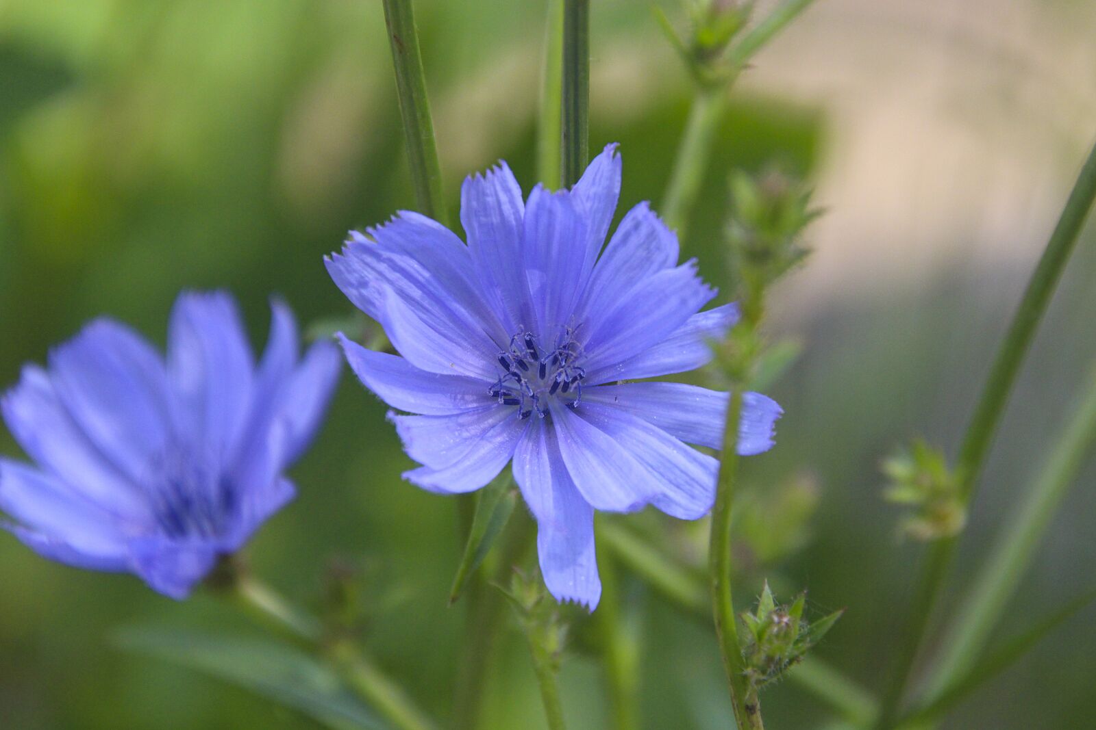 Tamron 18-400mm F3.5-6.3 Di II VC HLD sample photo. Chicory, plant, bach flowers photography