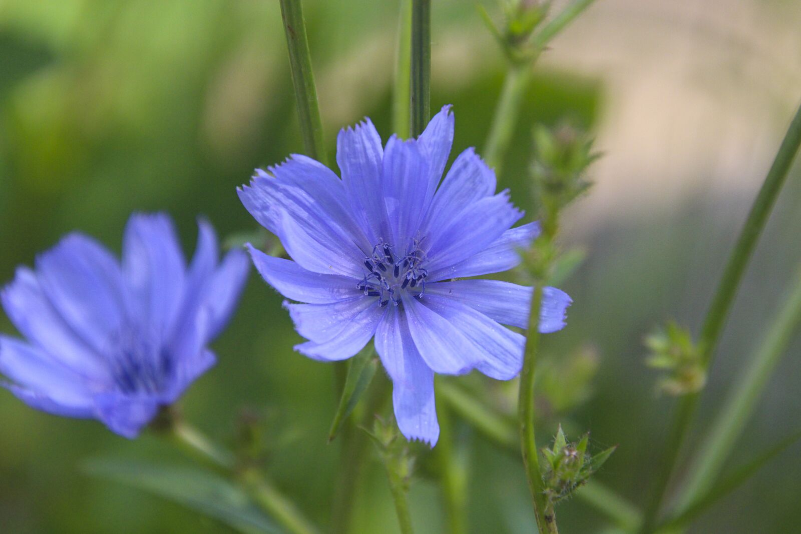 Canon EOS 700D (EOS Rebel T5i / EOS Kiss X7i) sample photo. Chicory, plant, bach flowers photography