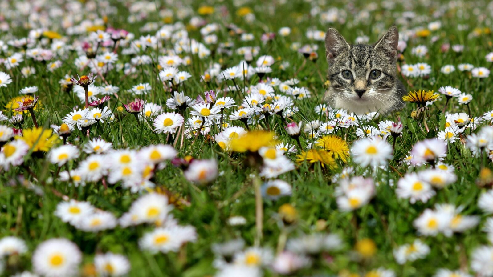Canon EOS 600D (Rebel EOS T3i / EOS Kiss X5) sample photo. Meadow, daisy, nature photography