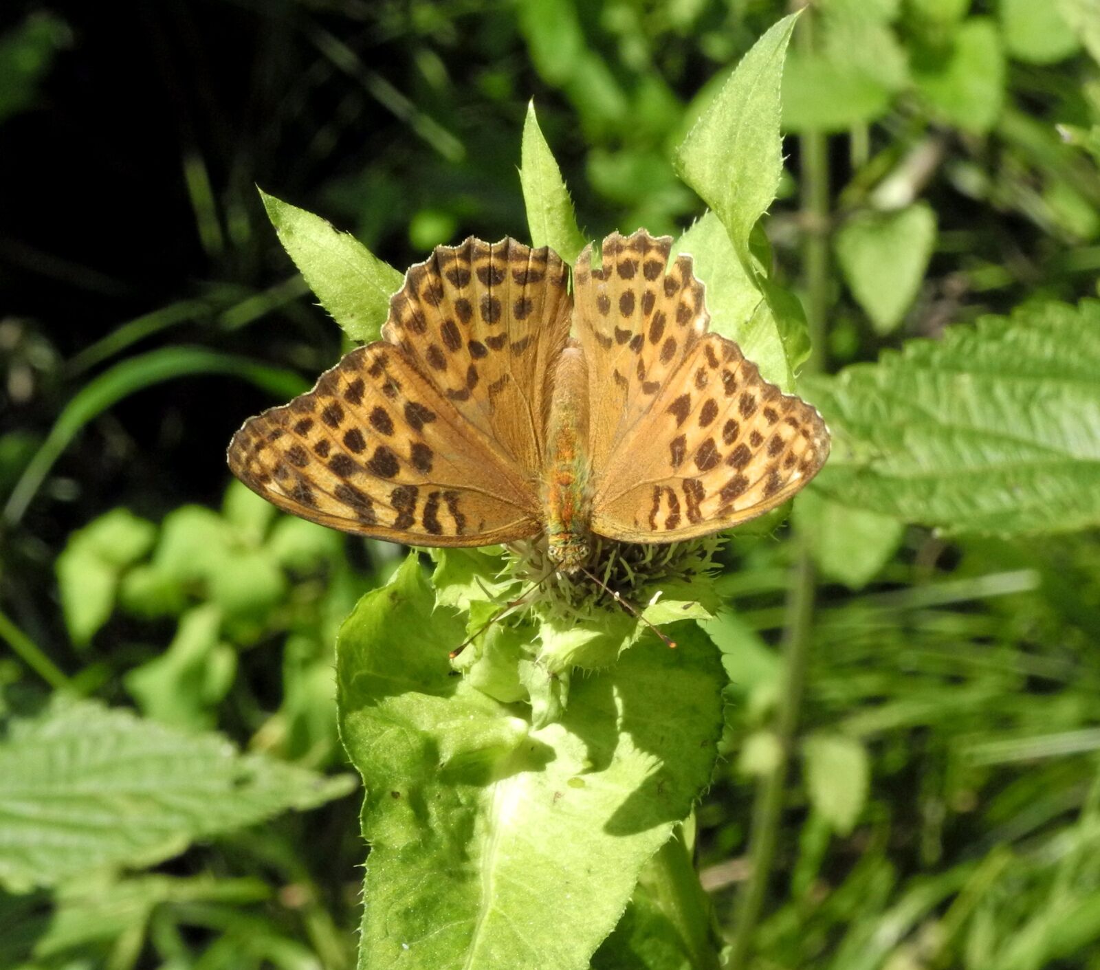 Nikon Coolpix P7100 sample photo. Nature, butterfly, animal world photography