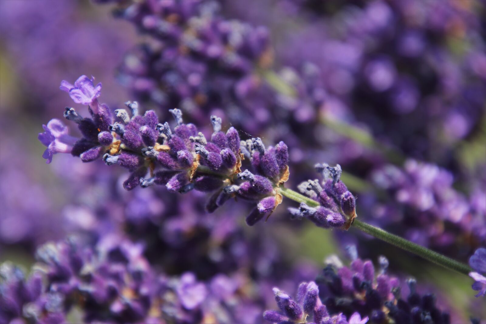 Canon EOS 80D sample photo. The lavender flower, violet photography