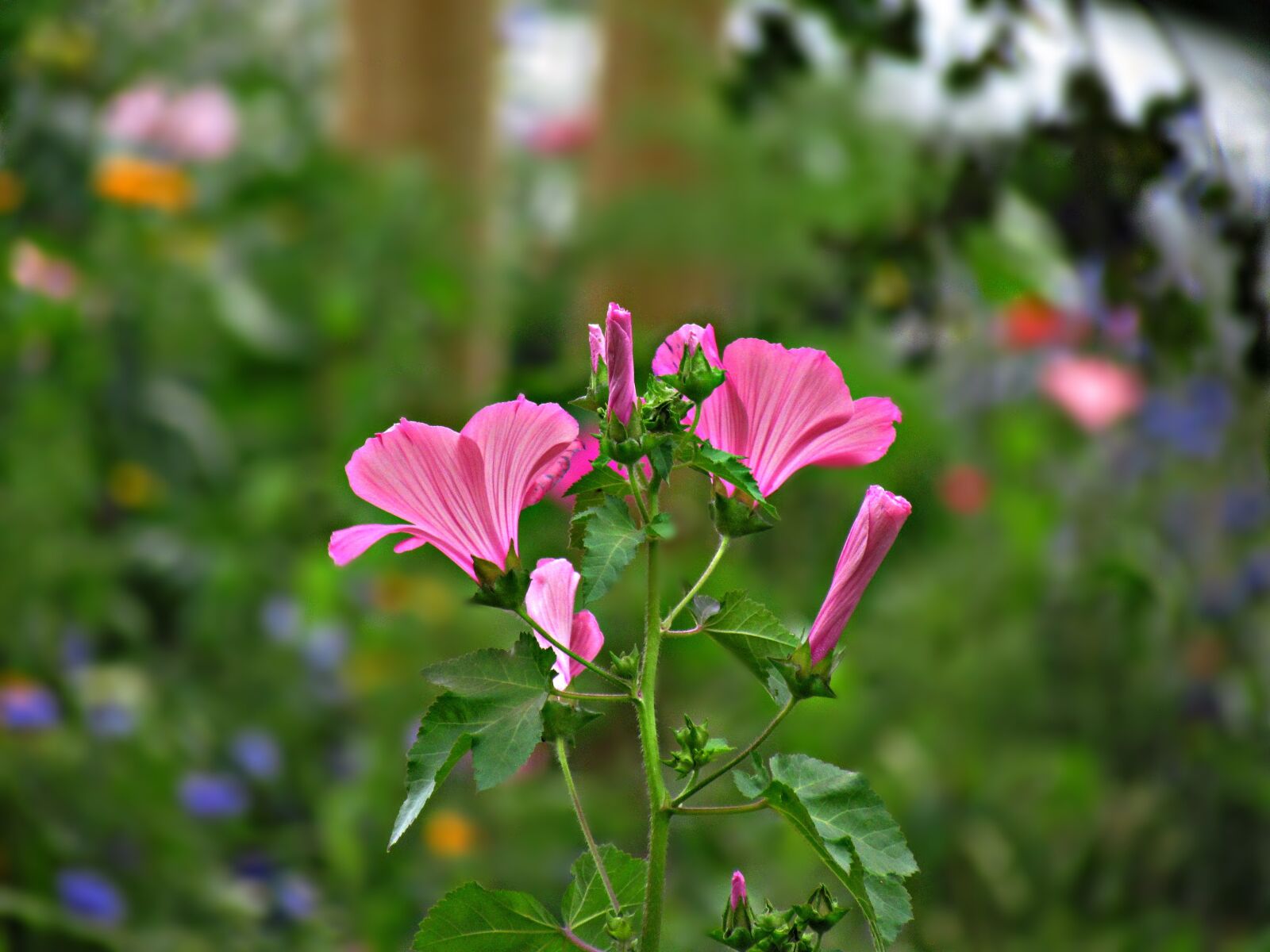 Canon PowerShot SX30 IS sample photo. Flowers, summer, nature photography