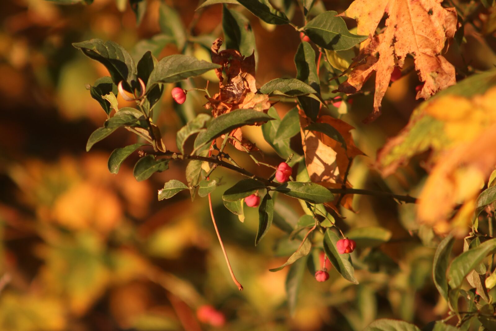 Canon EF75-300mm f/4-5.6 sample photo. Autumn day, leaves, autumn photography