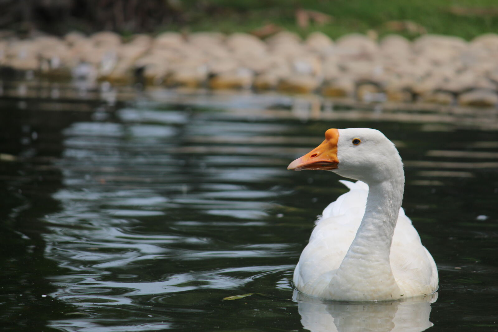 Canon EF-S 55-250mm F4-5.6 IS II sample photo. Goose, on, body, of photography