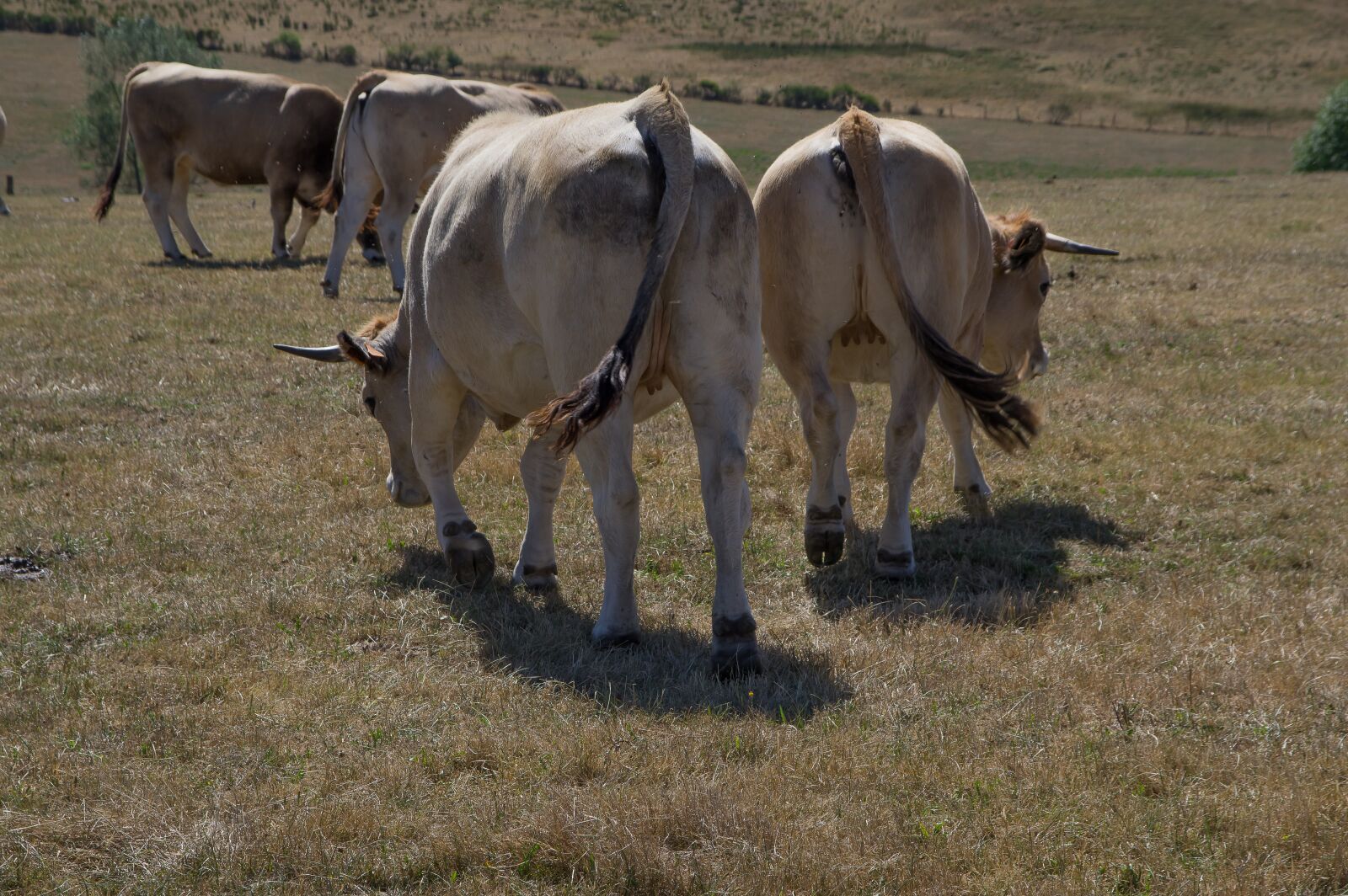 Pentax KP sample photo. Lozère, cows, herd photography