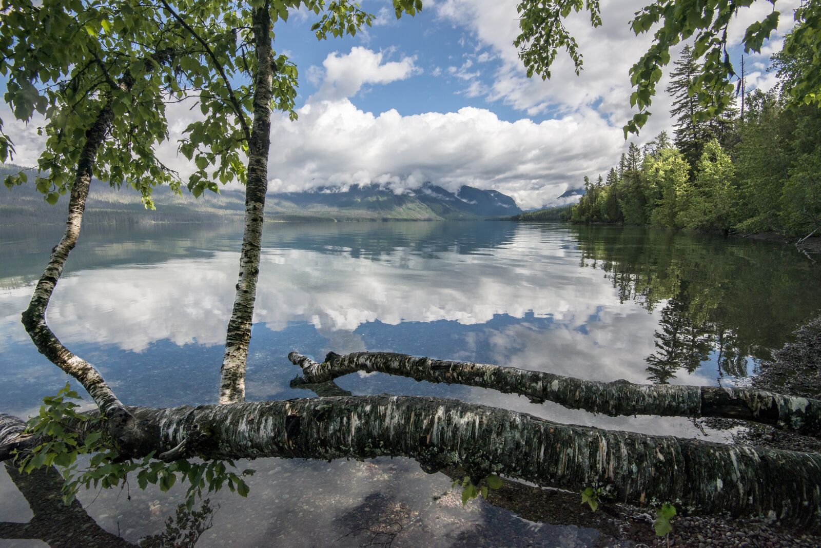 Nikon D800E sample photo. Lake, mcdonald, trees photography