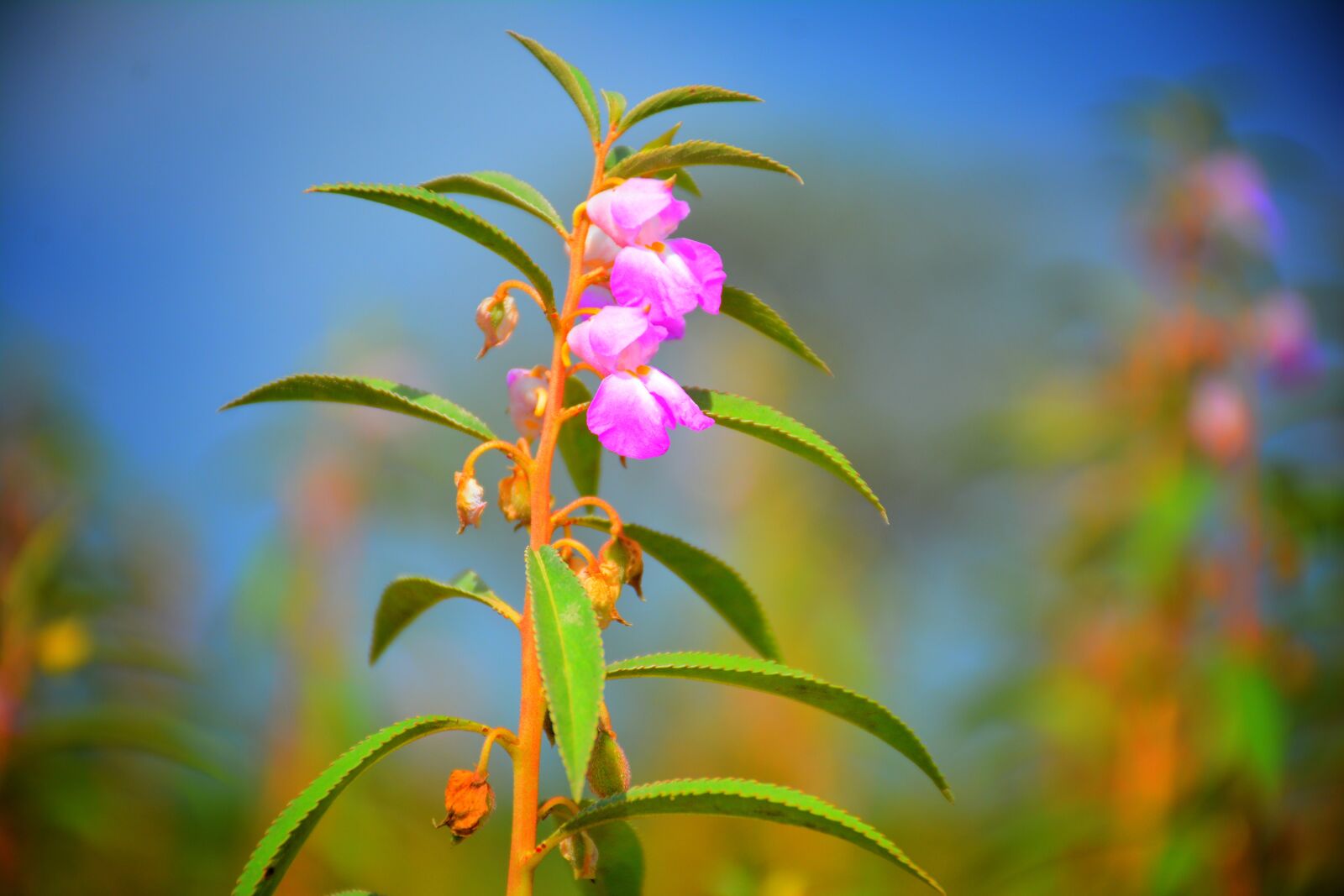 Nikon D7100 sample photo. Flowers, wild, nature photography