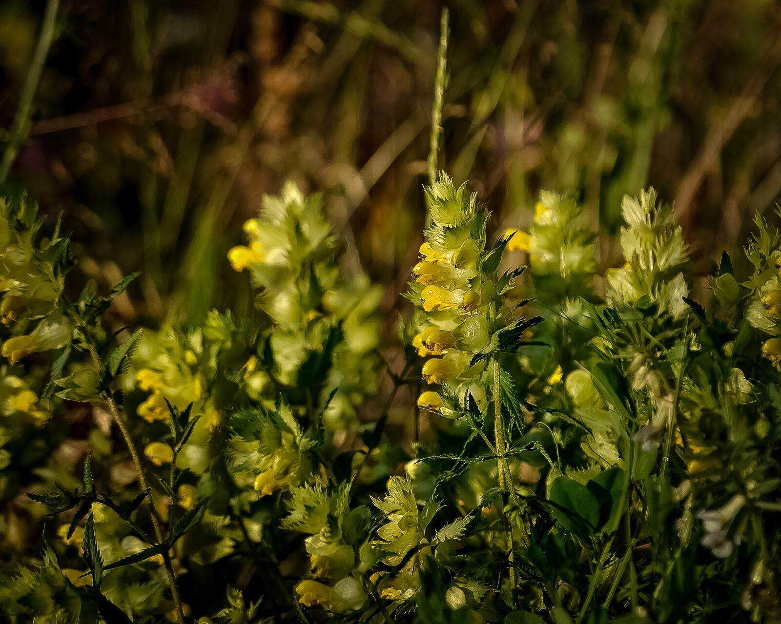 Nikon D5000 sample photo. Wildflowers, wild, flower photography