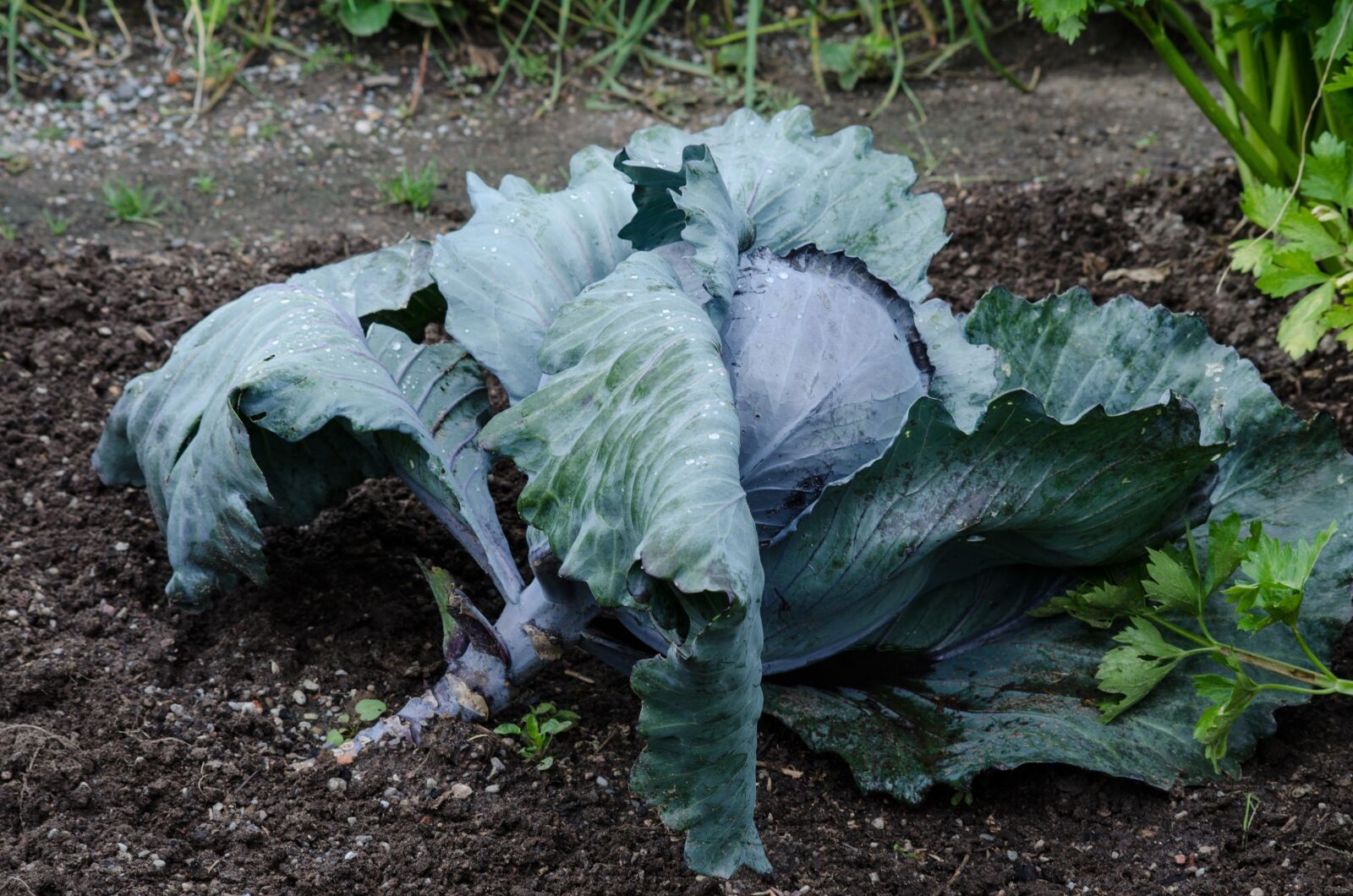 Nikon D5100 sample photo. Red cabbage, cabbage, vegetables photography
