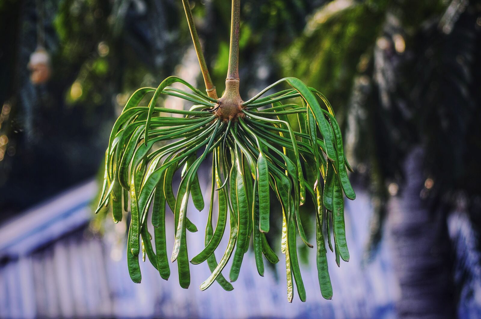Nikon D5100 sample photo. Pond pine, fruit, green photography