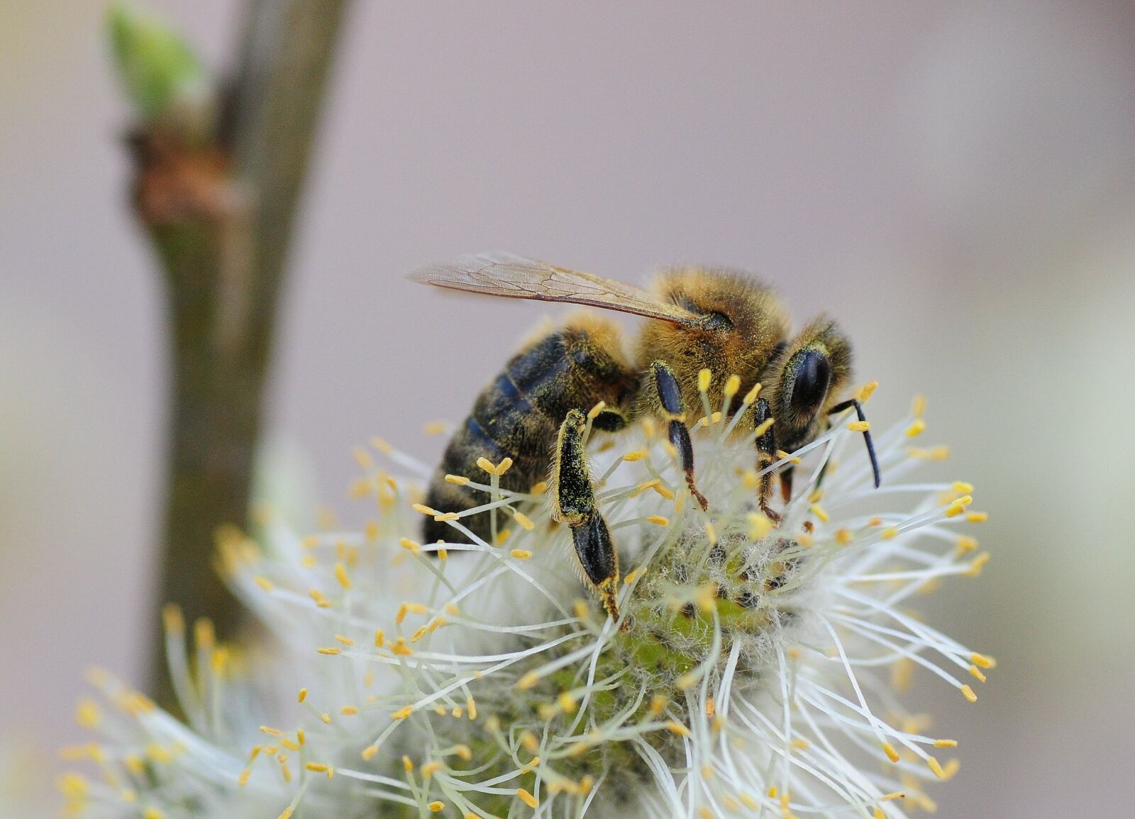 Nikon D300S sample photo. Bee, insect, spring photography