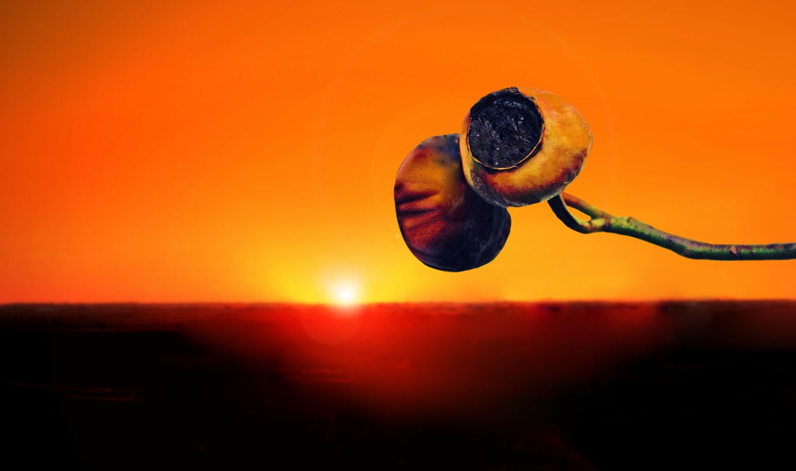 Nikon D5200 sample photo. Sunset, sunrise, flower photography