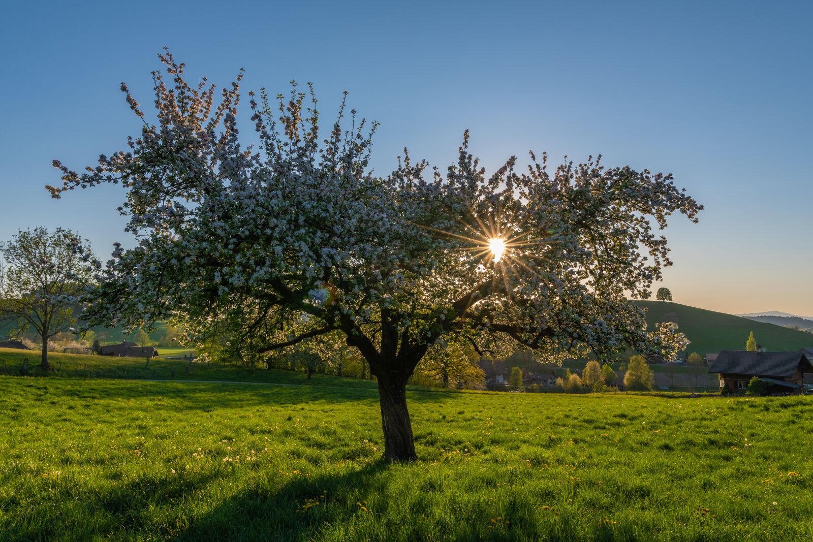 Nikon Z7 sample photo. Apple tree, blossom, bloom photography