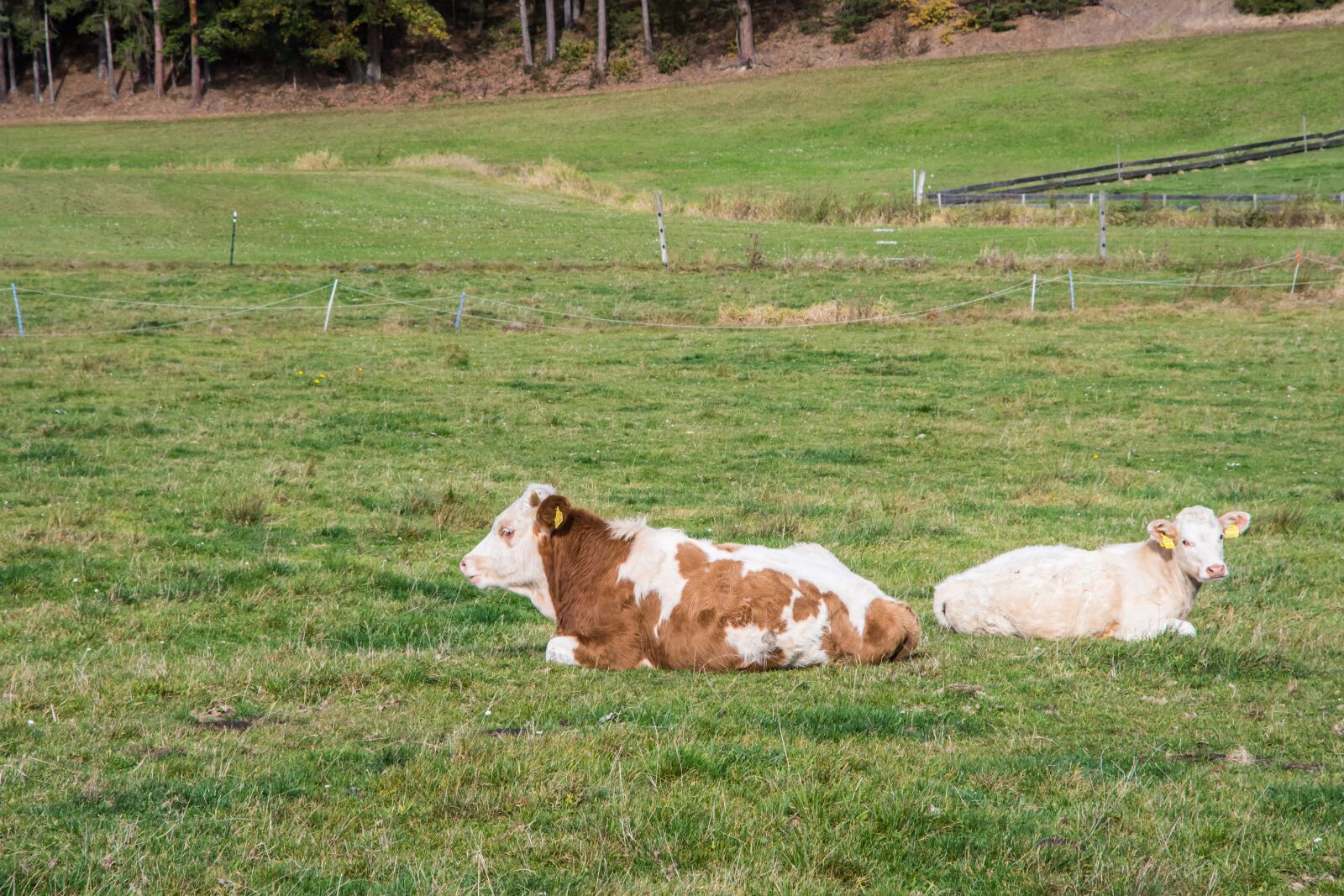 Nikon D500 sample photo. Cow, simmental cattle, beef photography
