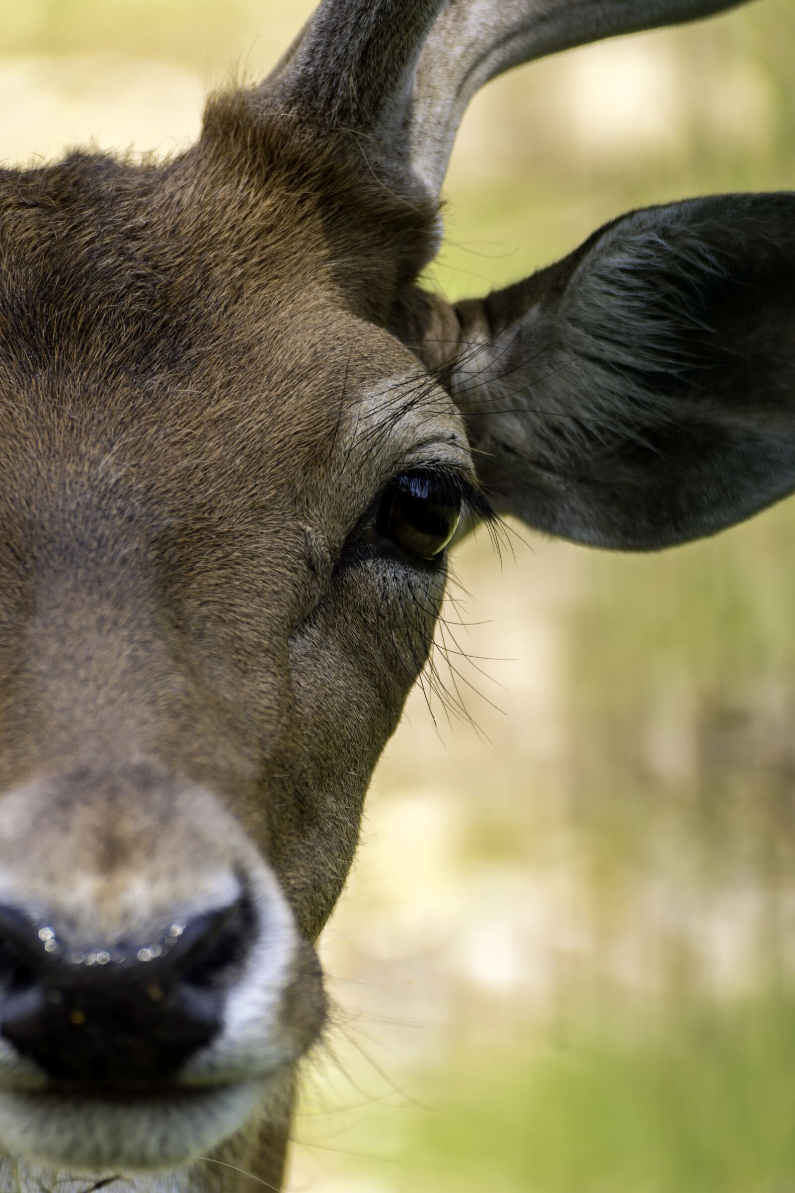 Canon EOS 70D sample photo. Deer, nature, colors photography