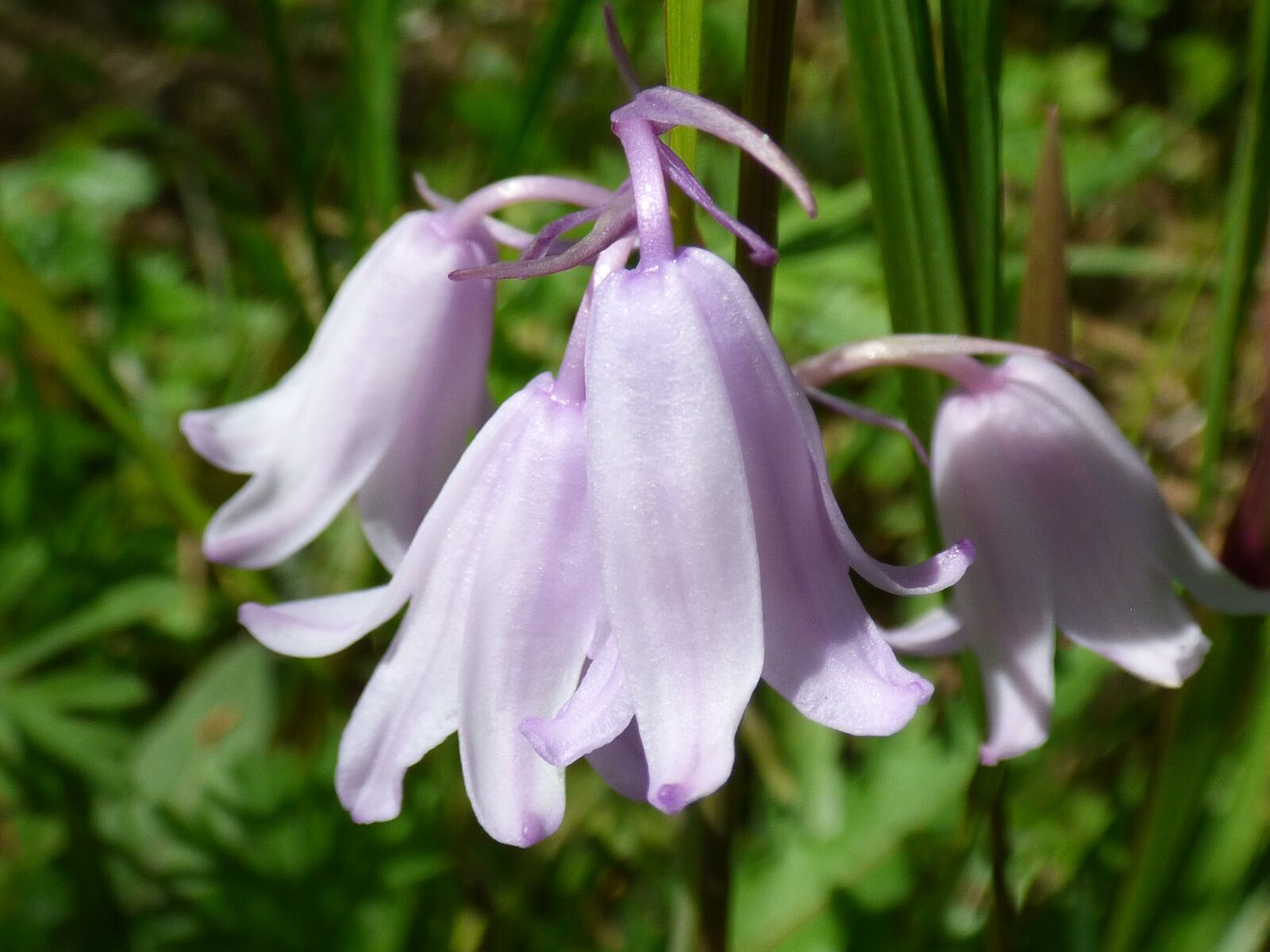Panasonic DMC-FZ72 sample photo. Pink flower, bluebell, spring photography