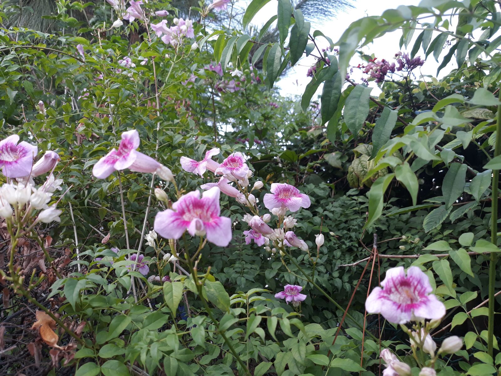 Samsung Galaxy J7 Pro sample photo. Flower, park, nature photography