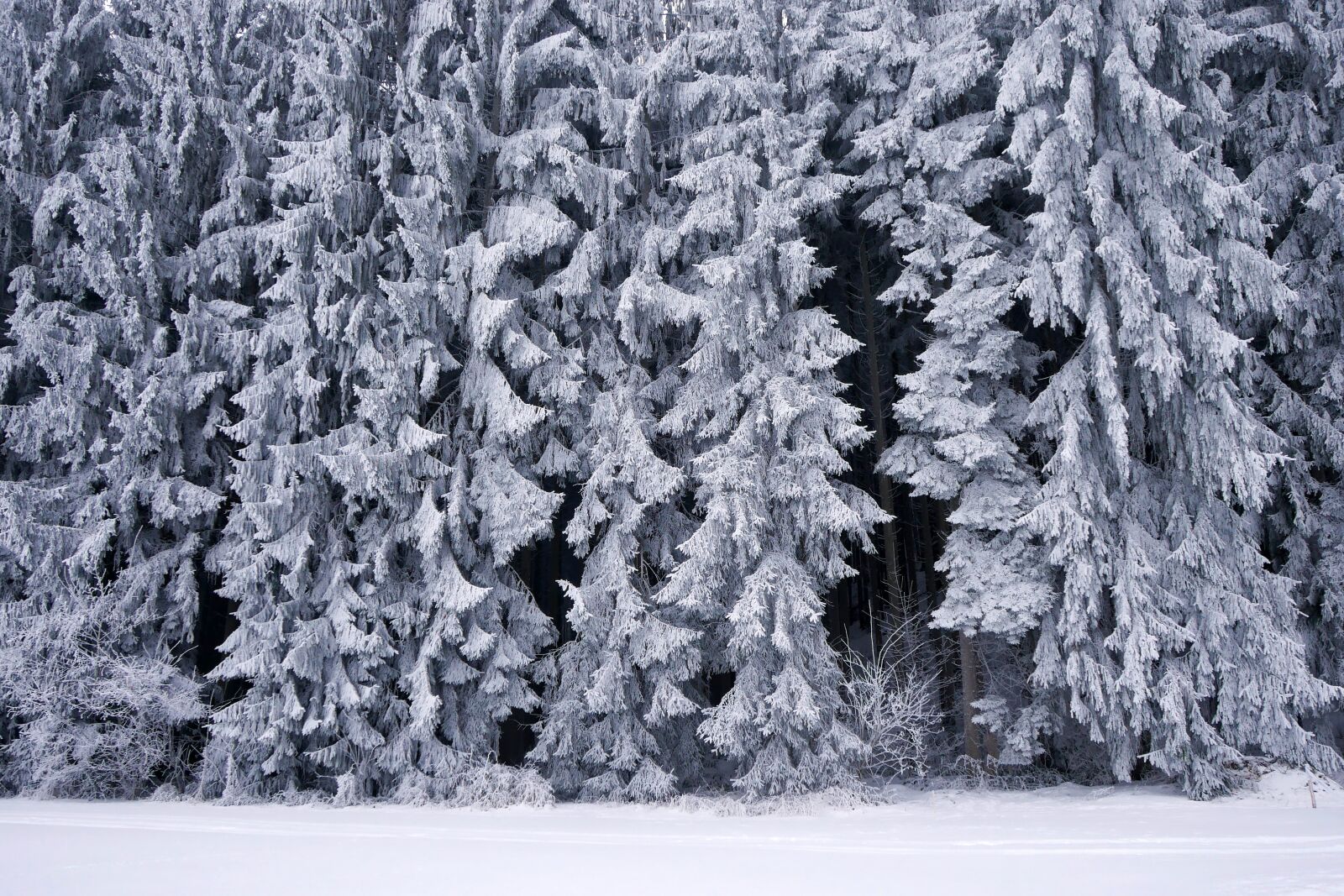 Panasonic Lumix DMC-GX8 sample photo. Frost, winter, snow photography