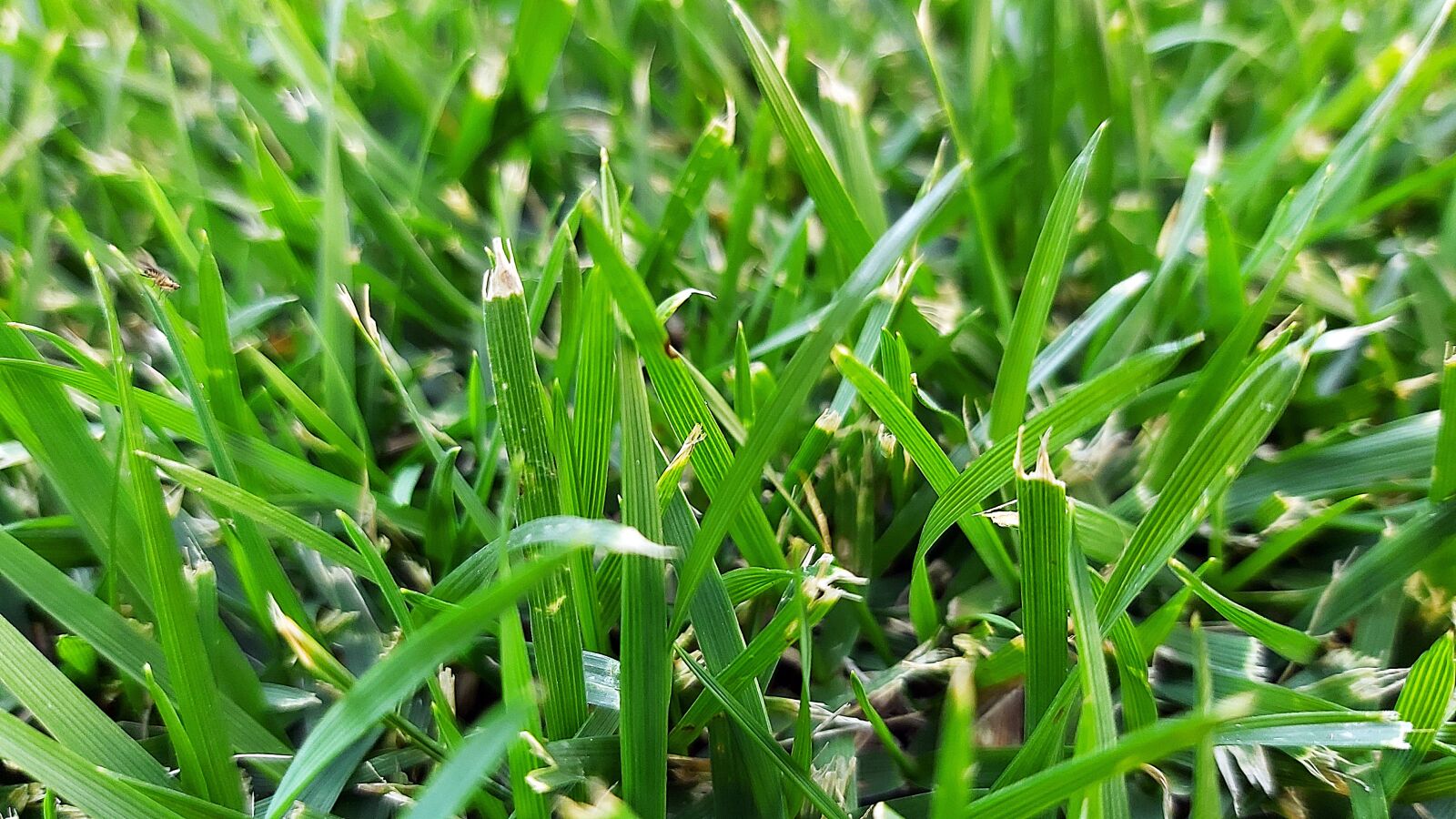 Samsung Galaxy A70 sample photo. Garden, close, green photography