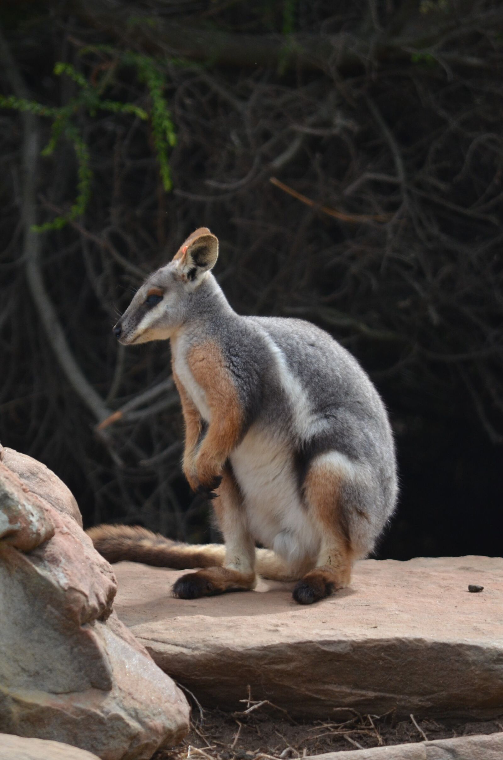 Nikon D5100 sample photo. Animal, mammal, nature photography