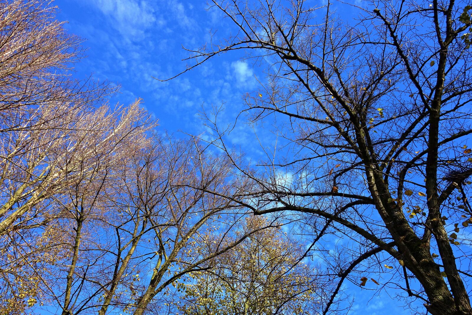 Sony Cyber-shot DSC-RX100 sample photo. Tree, tree top, branch photography