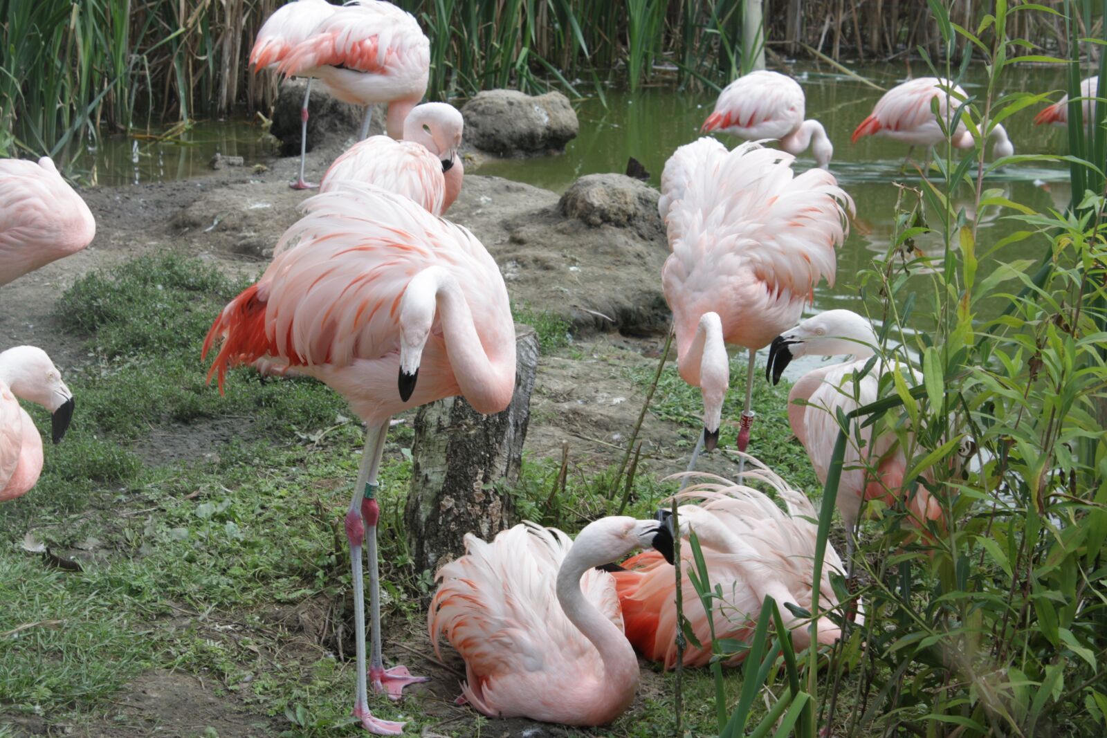 Canon EOS 450D (EOS Rebel XSi / EOS Kiss X2) sample photo. Flamingos, birds, zoo photography