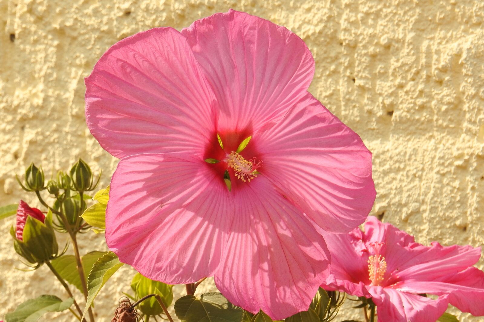 Nikon Coolpix P900 sample photo. Hibiscus, hibiscus flower, giant photography