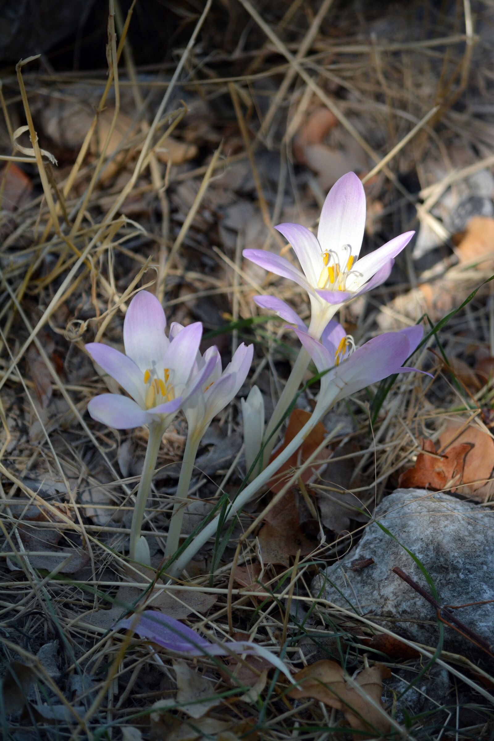 Nikon D5200 sample photo. Saffron, flower, crocus photography