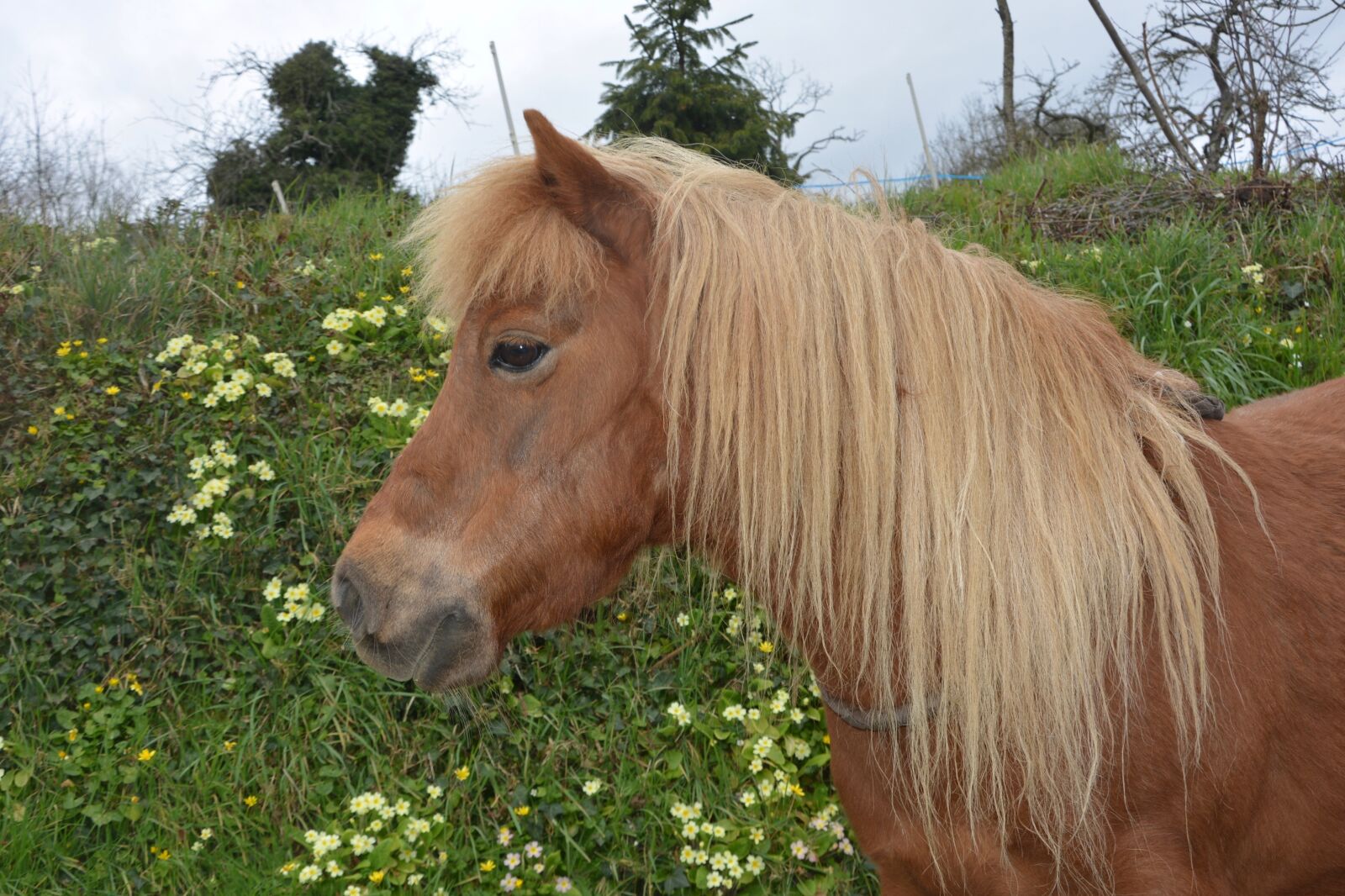 Nikon D5200 sample photo. Shetland pony, small horse photography