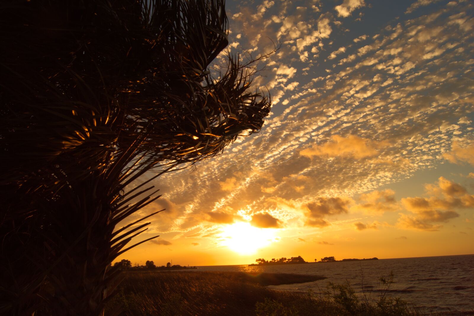 Sony SLT-A68 sample photo. Florida, sunset, gulfcoast photography