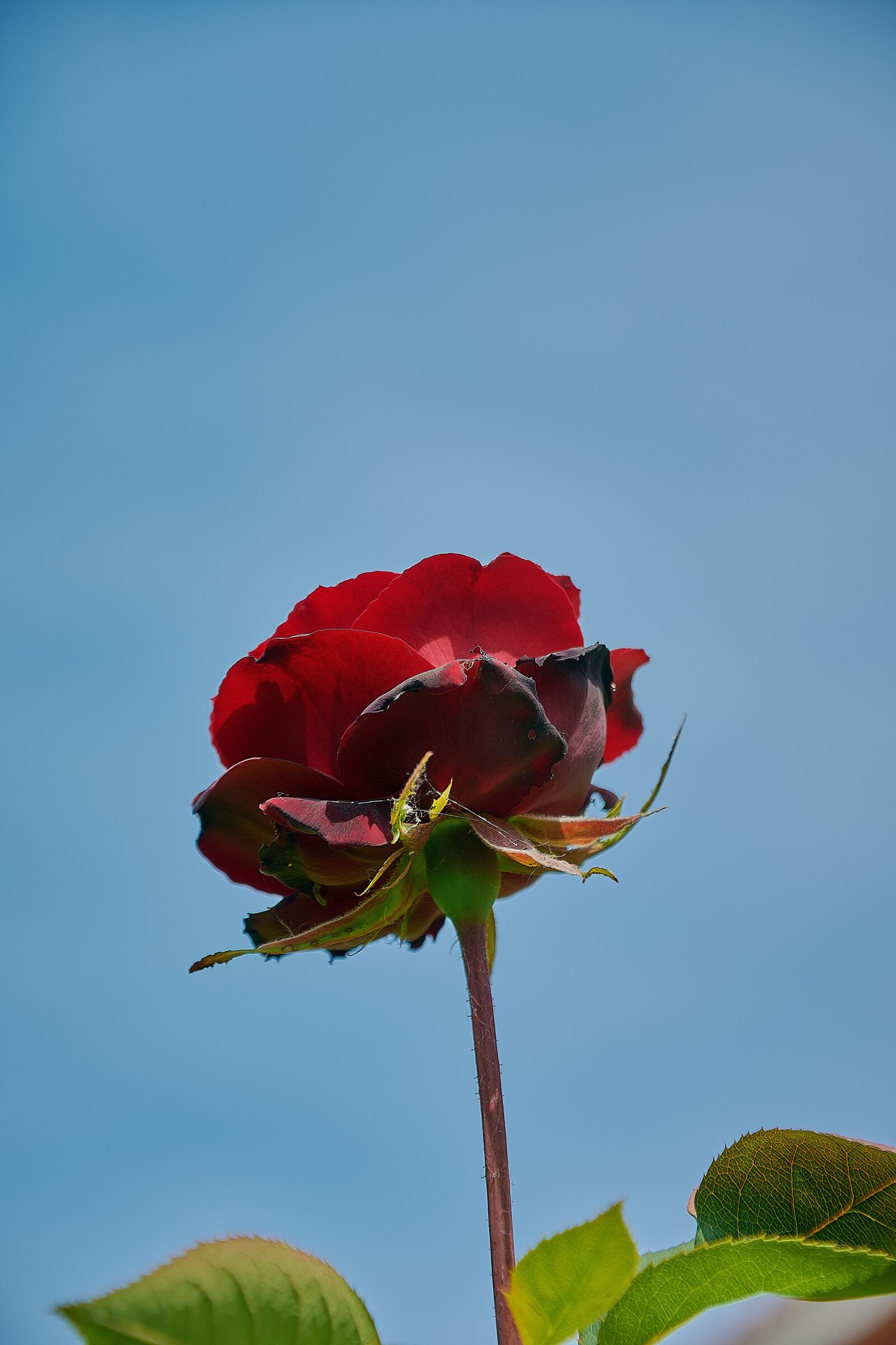 Nikon D7200 sample photo. Rosa, red, roses photography
