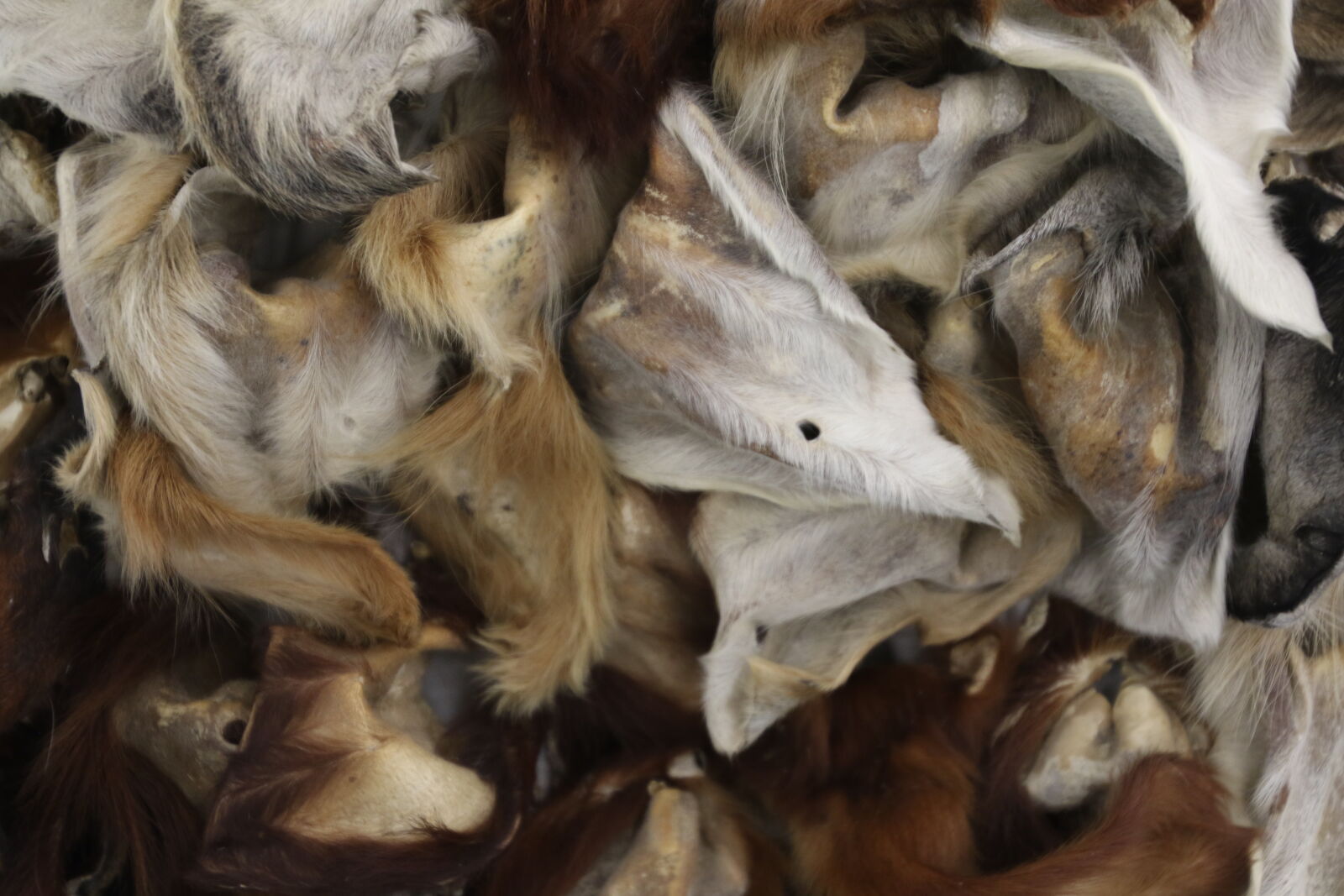 Canon EOS 7D Mark II sample photo. Animal, skins, animals, art photography
