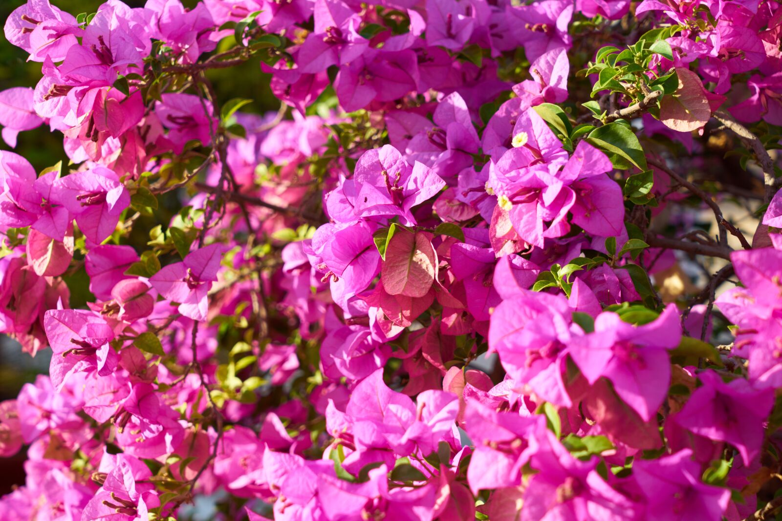 Sony a7R II sample photo. Flower, purple, spring photography