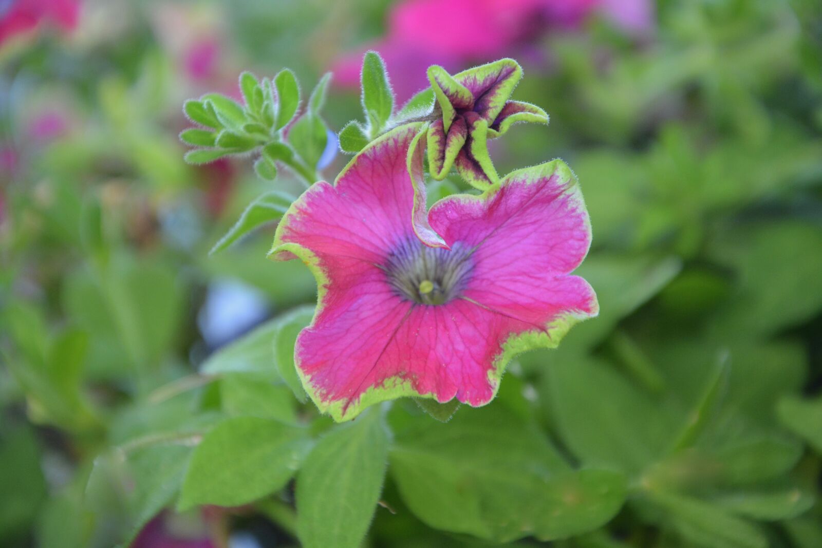 Nikon D5200 sample photo. Flower, plant fuchsia, green photography