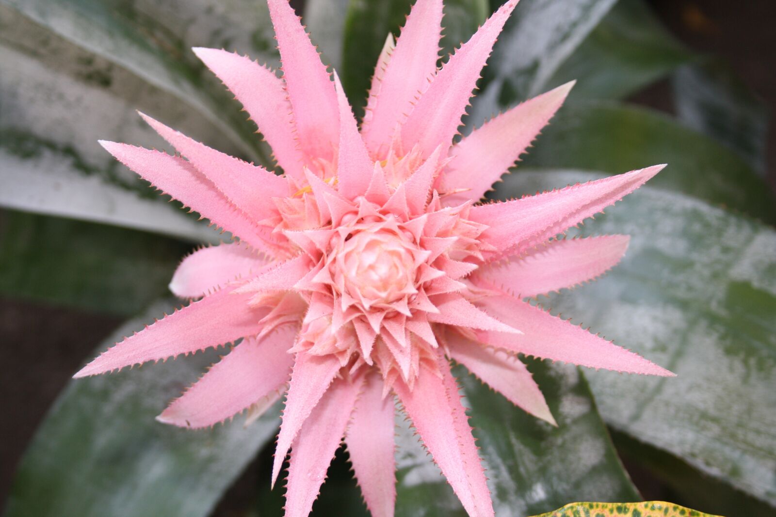 Canon EOS 1000D (EOS Digital Rebel XS / EOS Kiss F) sample photo. Cactus, flower, succulent photography
