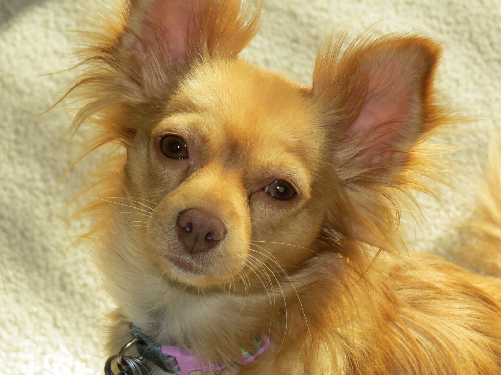 Canon PowerShot SX50 HS sample photo. Dog, cute, brown photography