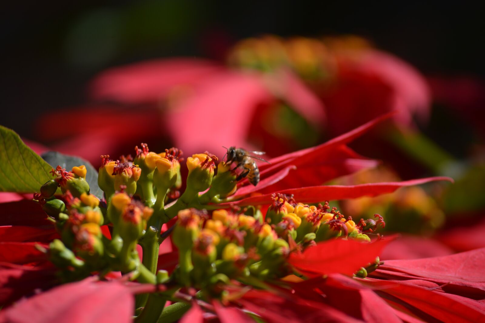 Nikon D3200 sample photo. Bee, naturaleza, bees photography