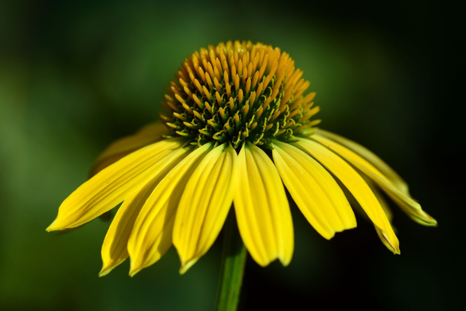 Nikon D3300 sample photo. Coneflower, flower, ordinary sonnenhut photography