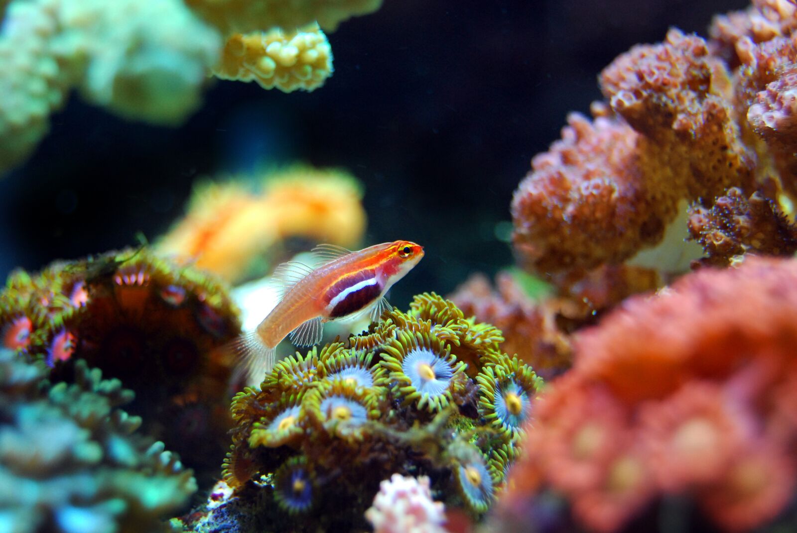 Nikon D40X sample photo. Fish, coral, reef photography