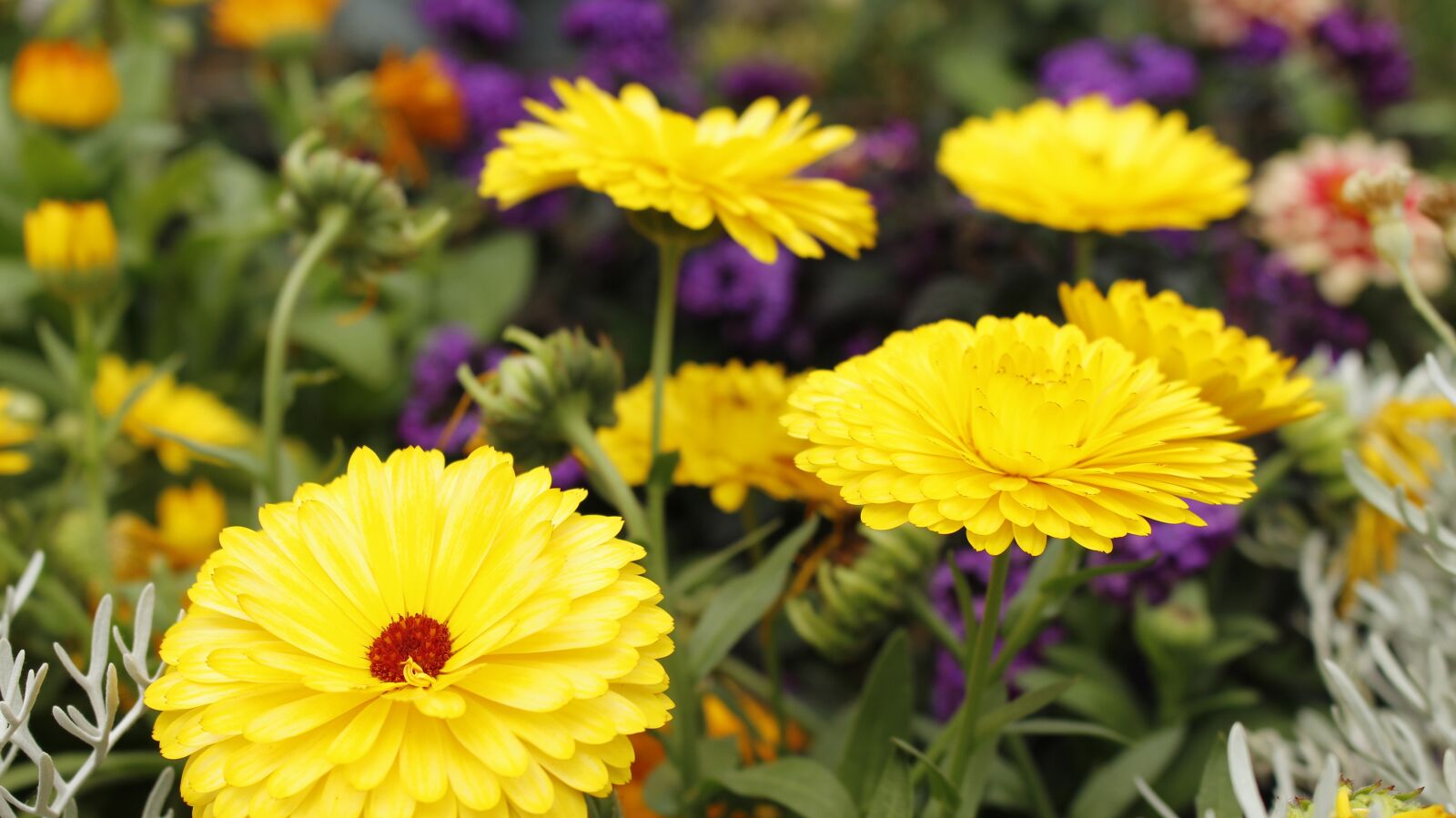 Canon EOS 700D (EOS Rebel T5i / EOS Kiss X7i) sample photo. Flowers, color, nature photography
