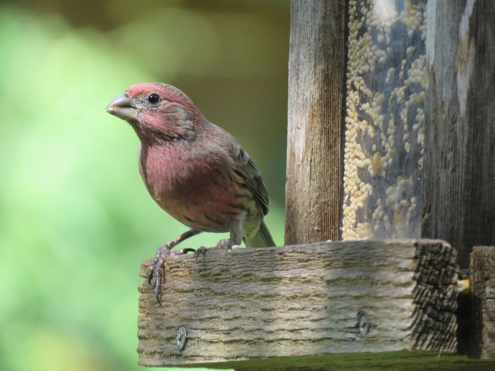 Canon PowerShot SX60 HS sample photo. Bird, velvet, wildlife photography