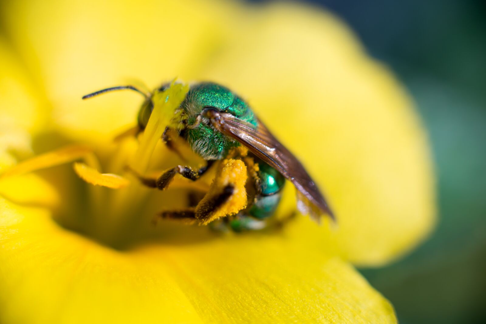 Nikon D610 sample photo. Bee, insect, nature photography