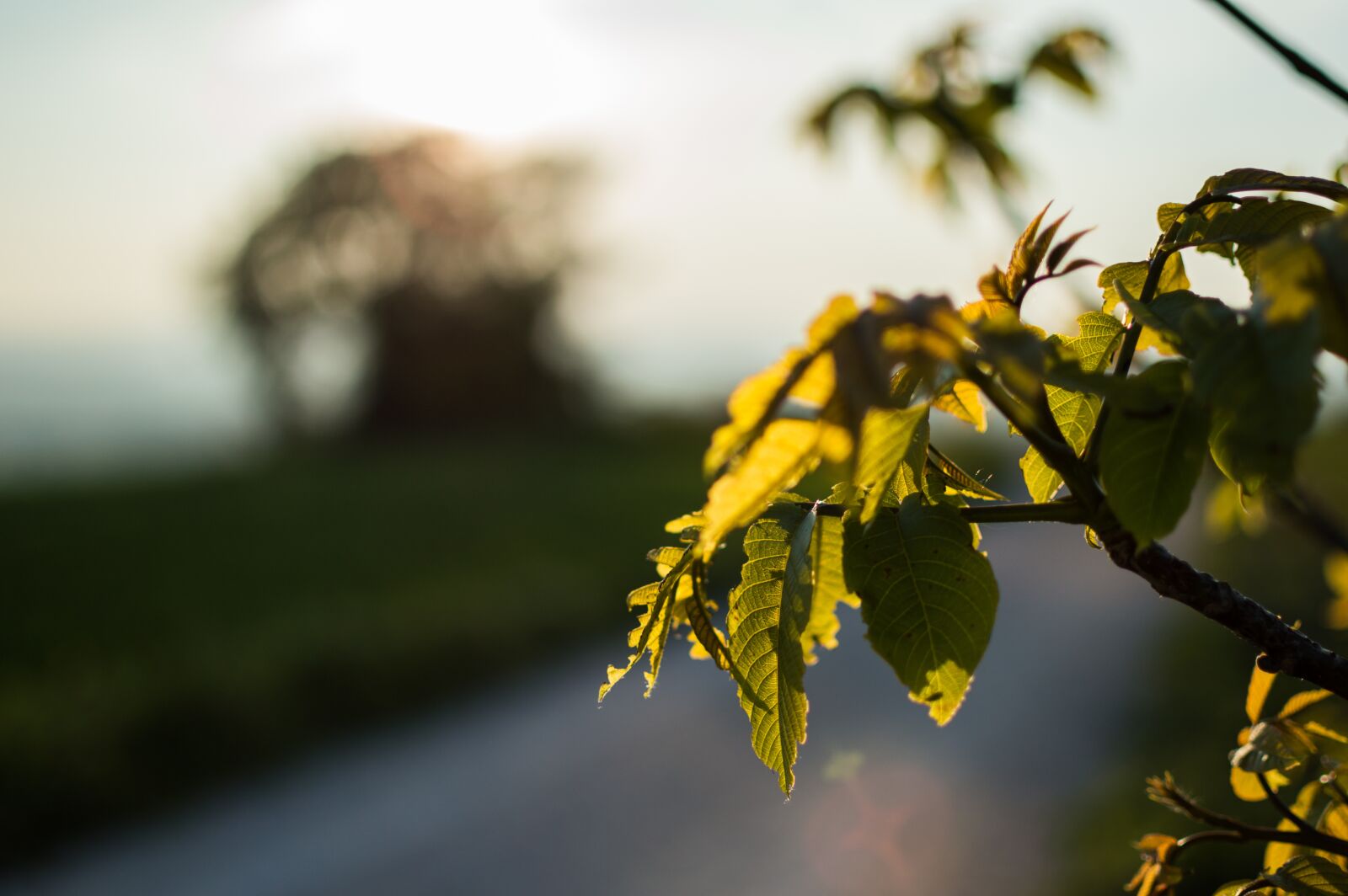 Nikon D3200 sample photo. Road, plant, summer photography
