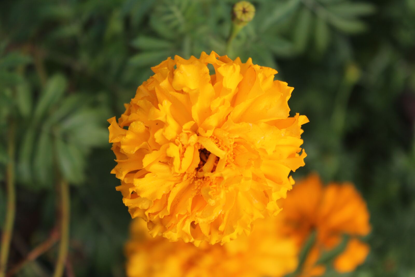 Canon EOS 1200D (EOS Rebel T5 / EOS Kiss X70 / EOS Hi) sample photo. Marigold, orange, flower photography