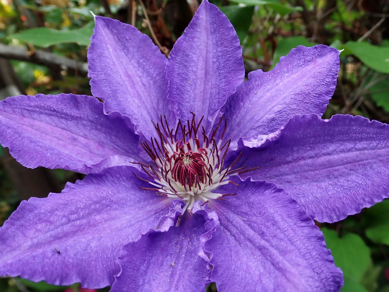 Olympus TG-5 sample photo. Flower, clematis, climber photography
