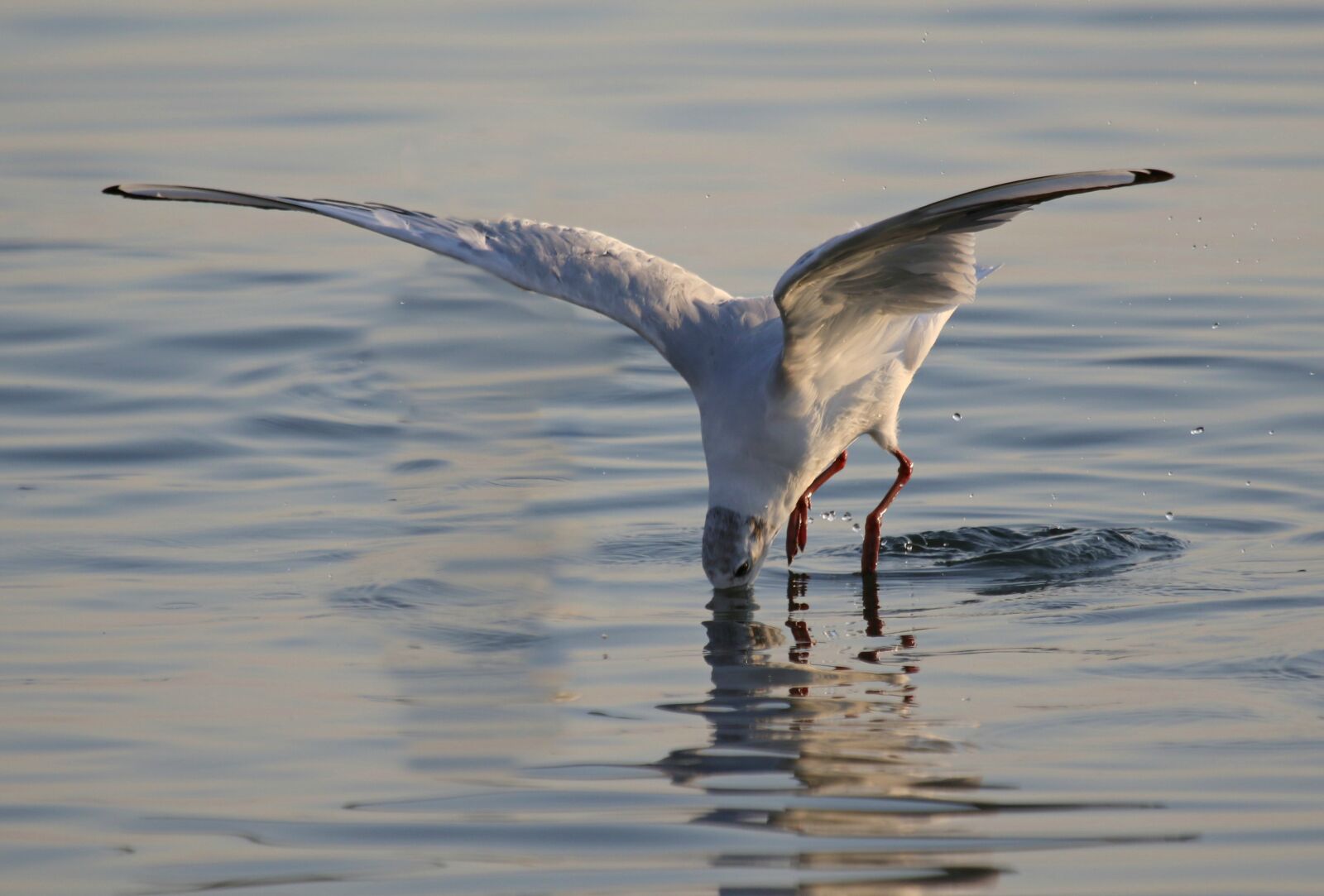 Canon EOS 7D Mark II + Canon EF 100-400mm F4.5-5.6L IS USM sample photo. Seagull, immersion, prey photography